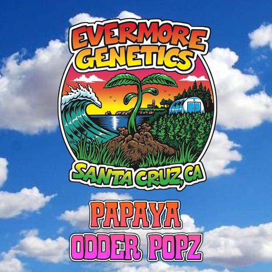 Papaya Odder Popz (fem)